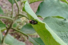 Chrysomya megacephala
