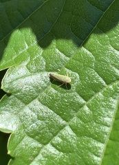 Graphocephala versuta