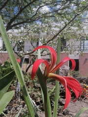 Sprekelia formosissima