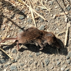 Sorex minutus