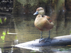 Dendrocygna javanica