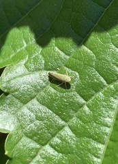 Graphocephala versuta