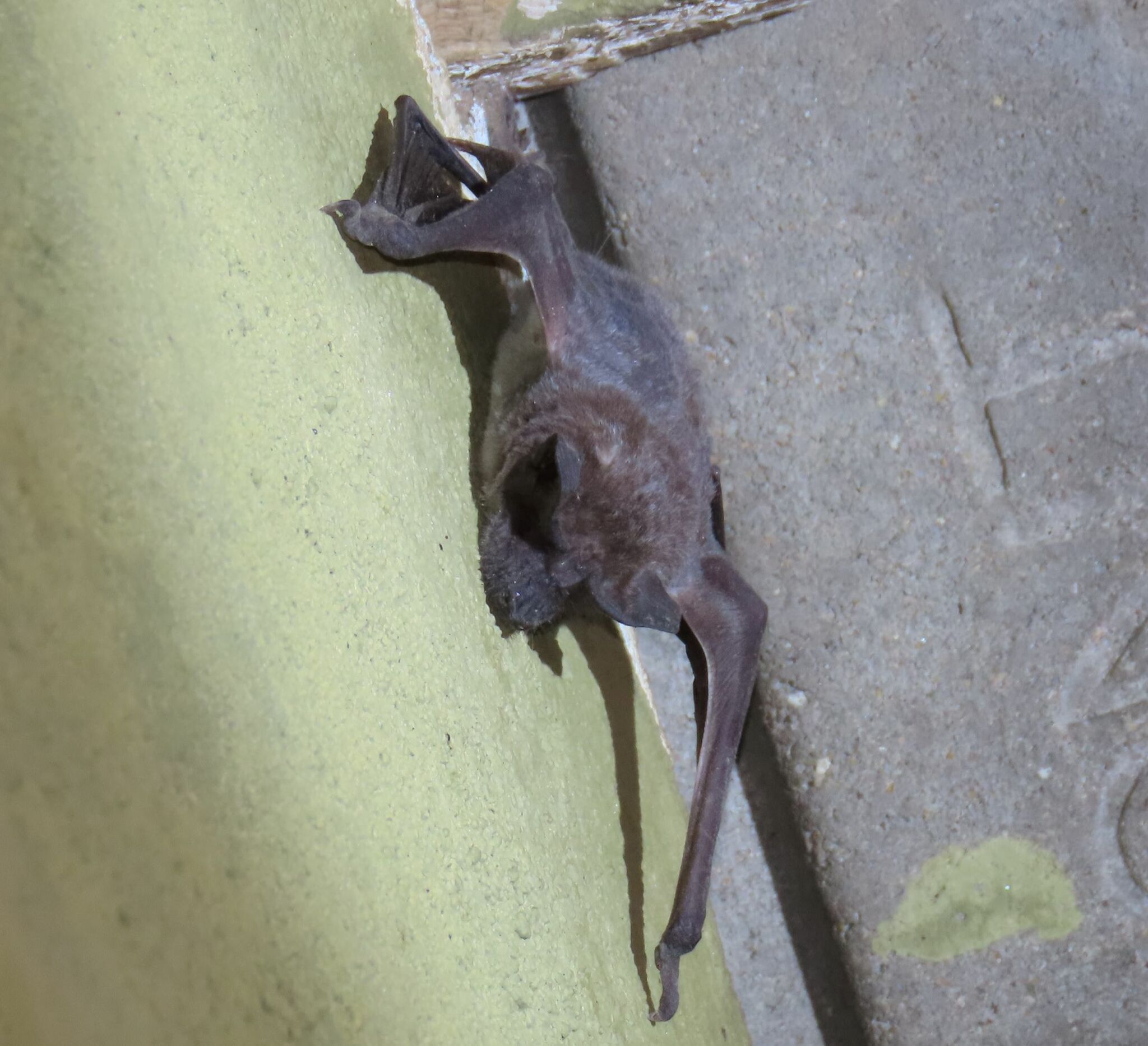 Mops condylurus (A.Smith, 1833)