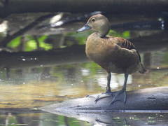 Dendrocygna javanica
