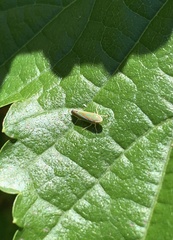 Graphocephala versuta