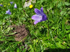 Campanula tridentata