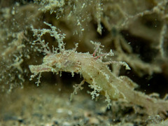Dwarf Pipehorse photo 5