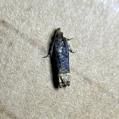 Eucosma ochroterminana