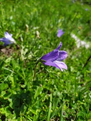 Campanula tridentata