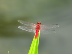 Urothemis signata