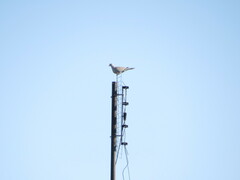 Streptopelia decaocto