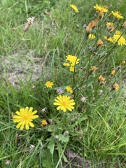 Crepis capillaris