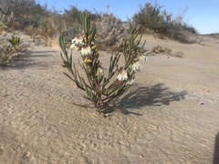 Scaevola collaris