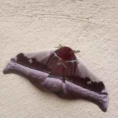 Bunaea oremansi