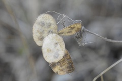 Lunaria annua