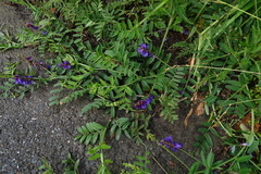Vicia amoena