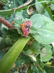 Pyrausta aurata