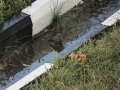 Phoenicurus ochruros