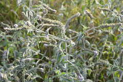 Mentha longifolia