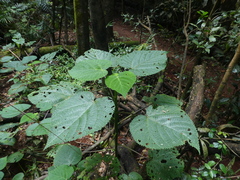 Dendrocnide cordifolia