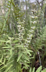 Salvia lyrata