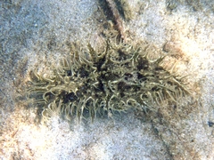 Bursatella leachii