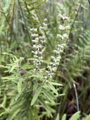 Salvia lyrata