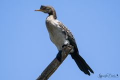 Microcarbo africanus