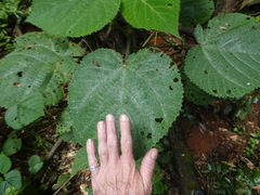 Dendrocnide cordifolia