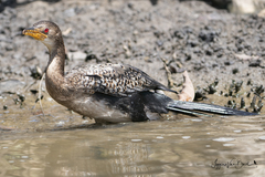 Microcarbo africanus