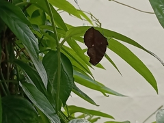 Junonia hedonia