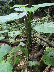 Dendrocnide cordifolia