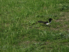 Rhipidura leucophrys