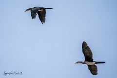 Microcarbo africanus