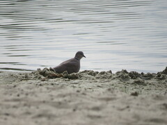 Streptopelia decaocto