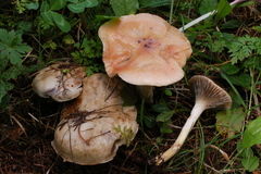 Gomphidius maculatus