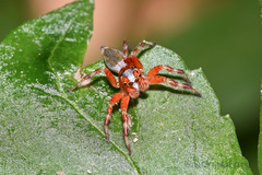 Plexippoides annulipedis