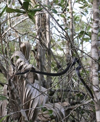 Coluber constrictor paludicola