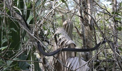 Coluber constrictor paludicola