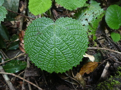 Dendrocnide cordifolia