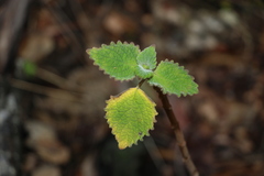 Coleus