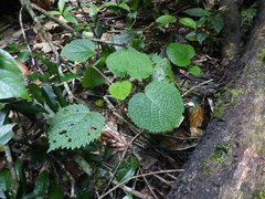 Dendrocnide cordifolia