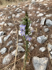 Campanula pyramidalis