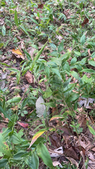 Dichanthelium latifolium