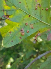 Neuroterus numismalis
