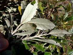 Olearia avicenniifolia