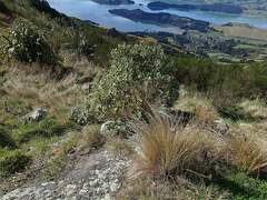 Olearia avicenniifolia