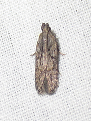 Hypatima
