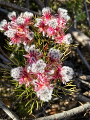 Serruria phylicoides