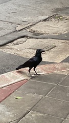 Corvus macrorhynchos levaillantii